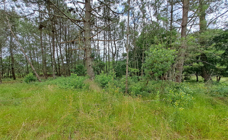 Terrain en Lisière de Forêt à Gourbera 1